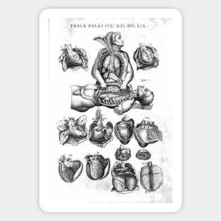 The Human Heart, Juan Valverde de Amusco, 1588 Sticker